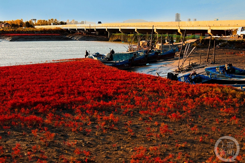 致远 摄《威海红海滩》组照一 致远 摄上游新闻8月至10月主题摄影作品