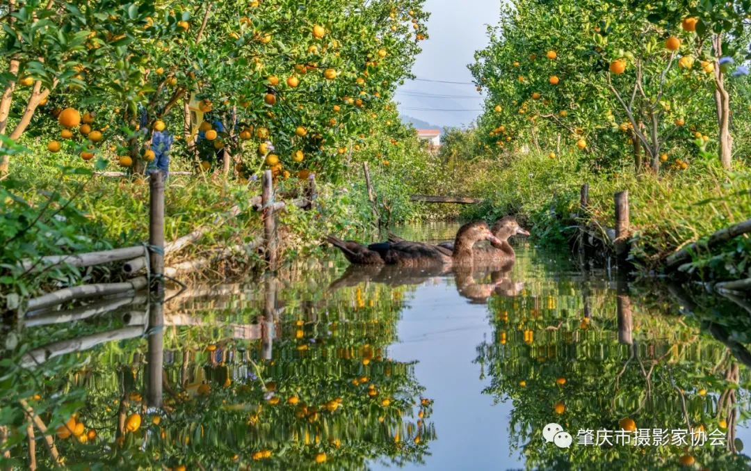 又上央视！每天都能看到它！肇庆这个农产品厉害了休闲区蓝鸢梦想 - Www.slyday.coM