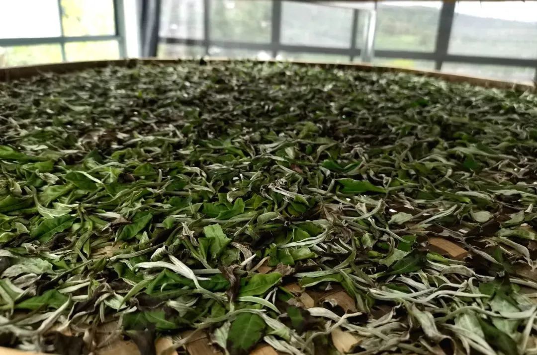 普洱思茅：移民村蝶变 村美民富产业旺休闲区蓝鸢梦想 - Www.slyday.coM