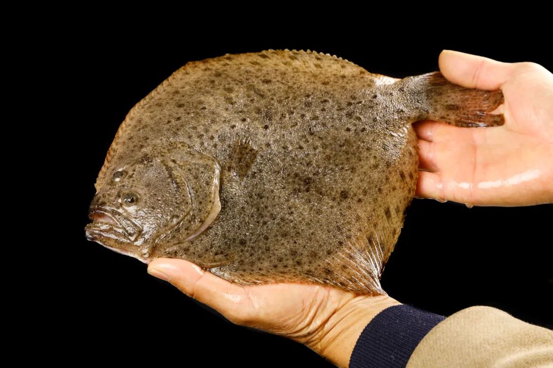 比目鱼,图库版权图片,不授权转载