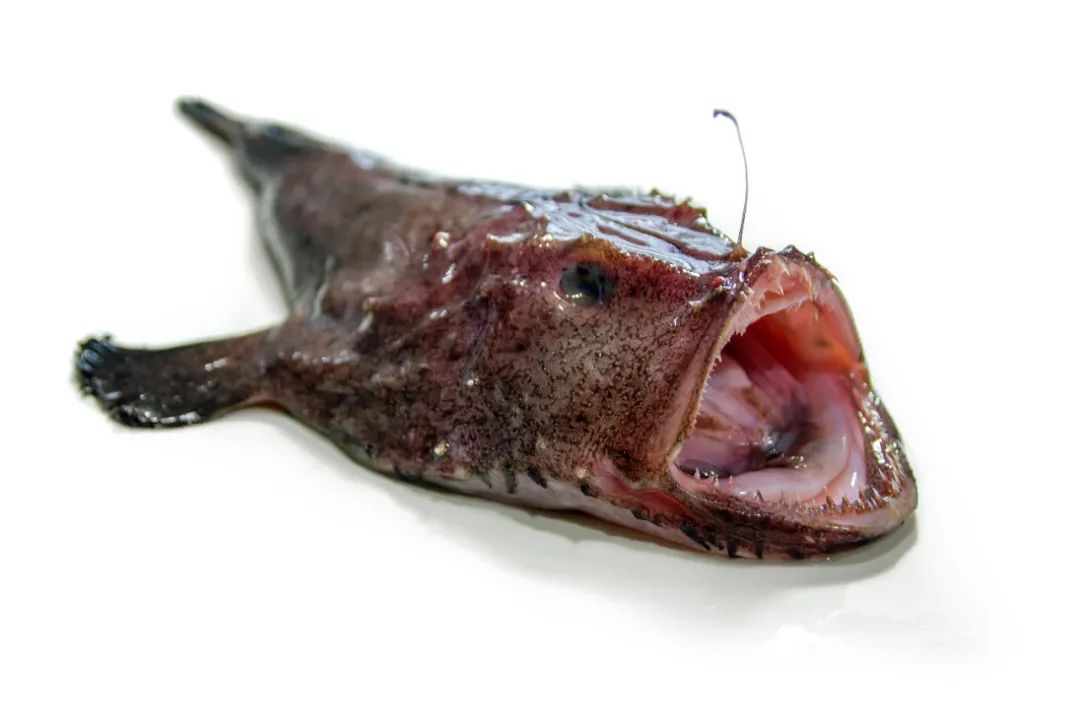 鮟鱇鱼肝胆固醇图片