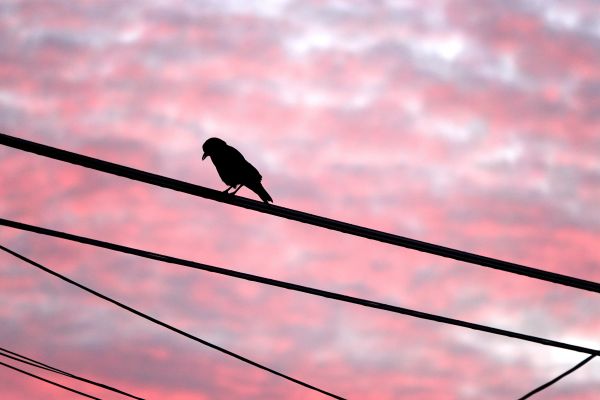 2021年4月26日傍晚，在美国加利福尼亚州北部圣马特奥，一只鸟栖息在电线上。（新华社资料图片）