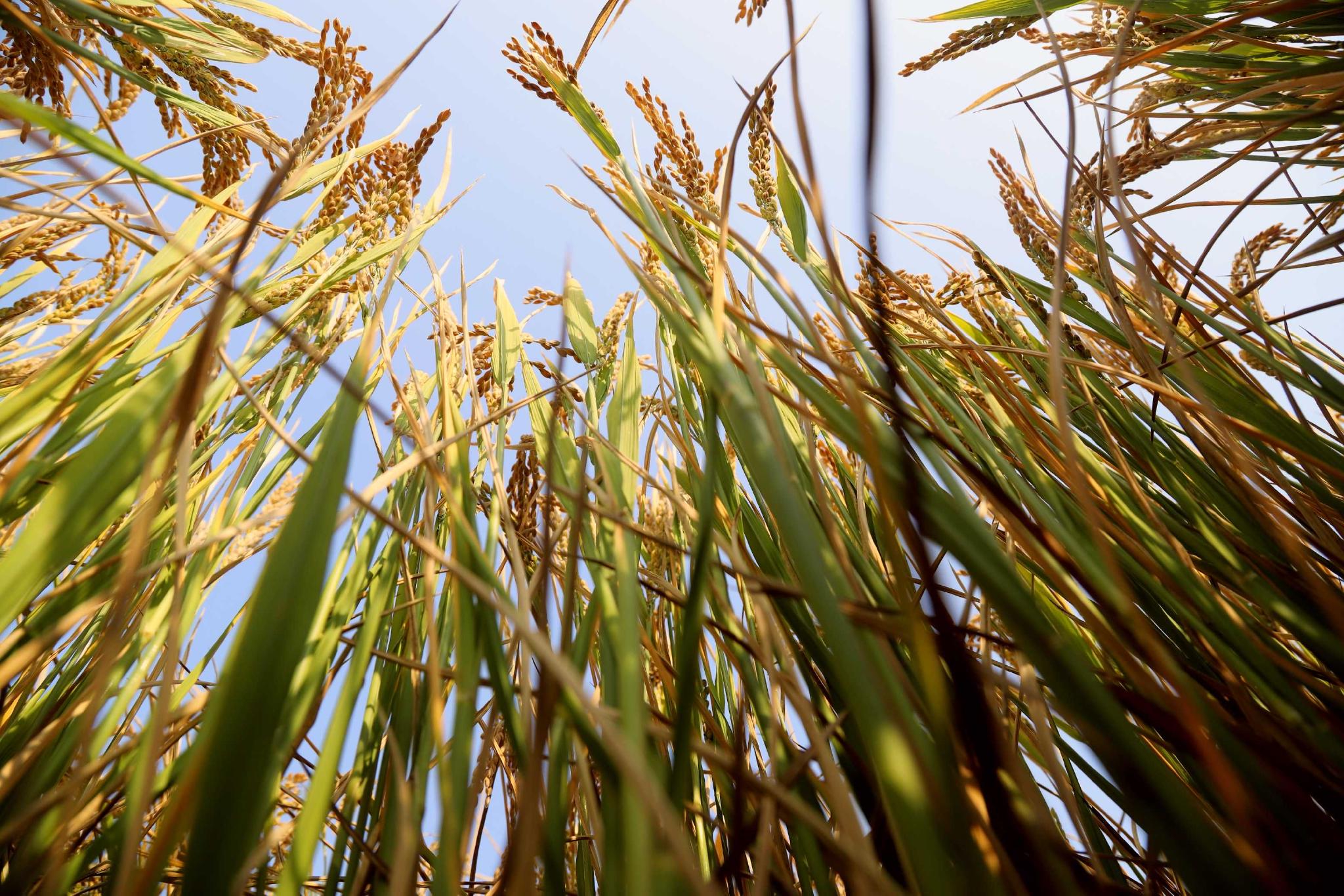 济南黄河岸边水稻丰收,一派好风光|黄河|山东省|水稻_新浪新闻
