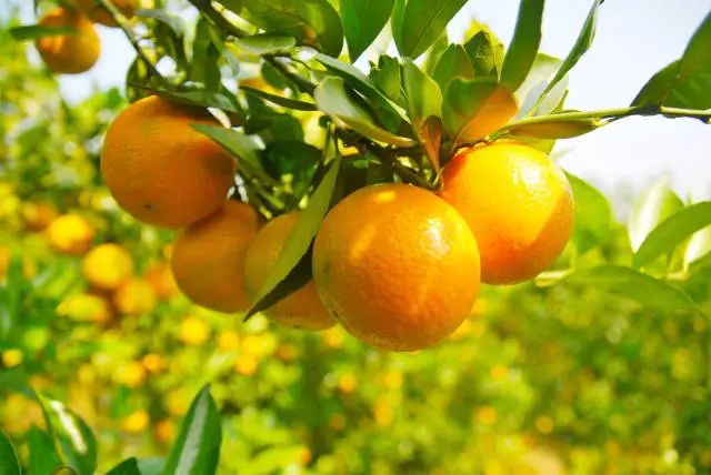 又上央视！每天都能看到它！肇庆这个农产品厉害了休闲区蓝鸢梦想 - Www.slyday.coM