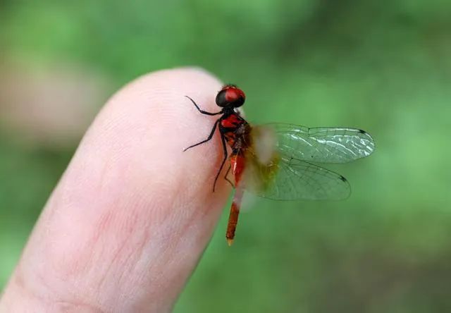 ▲四川发现的目前已知的世界最小蜻蜓个体——侏红小蜻。图/新华社