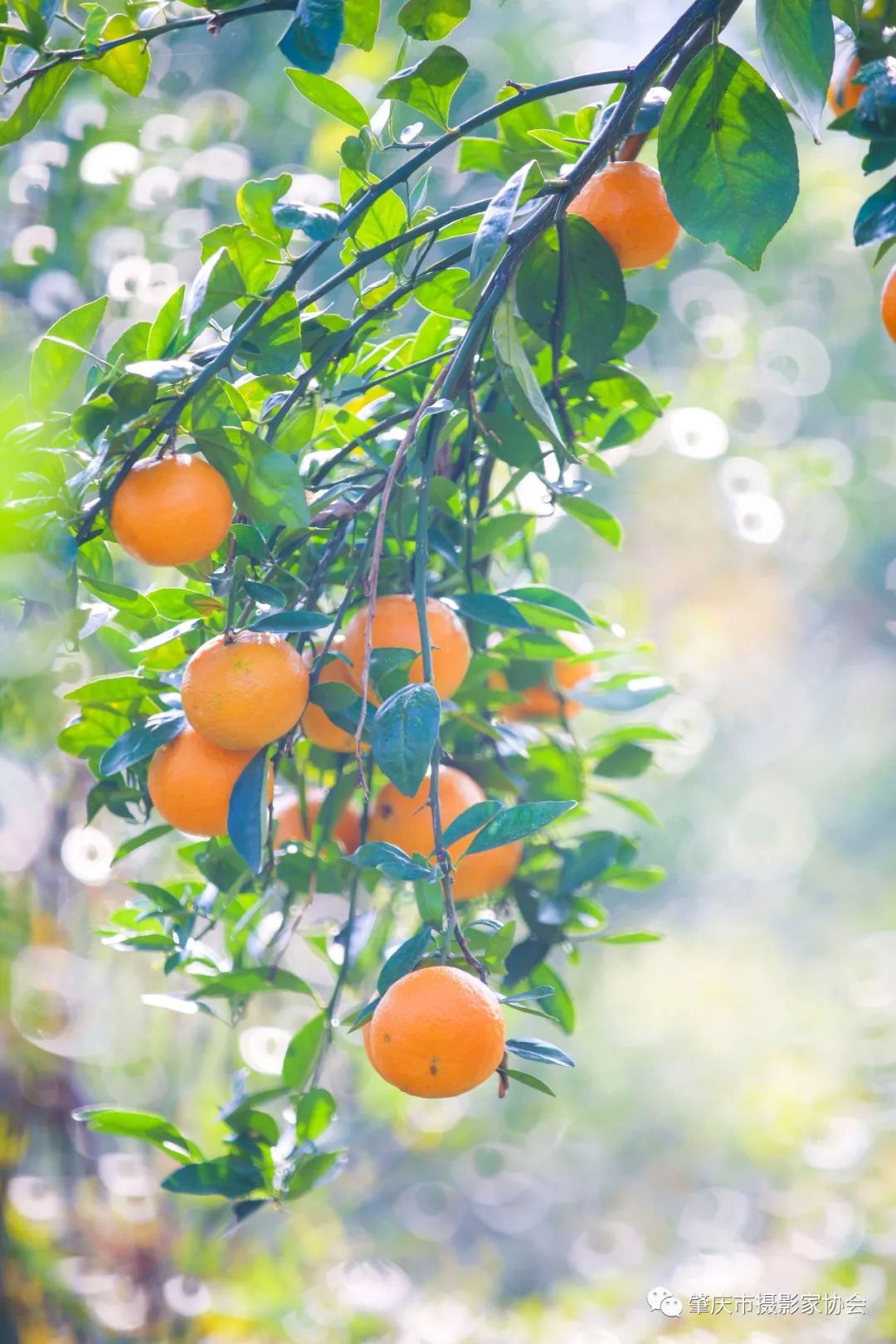 又上央视！每天都能看到它！肇庆这个农产品厉害了休闲区蓝鸢梦想 - Www.slyday.coM