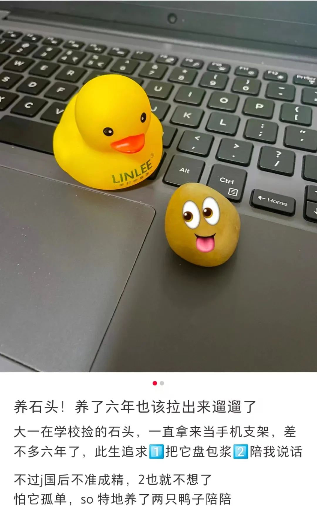 拒绝挖野菜的打工人，都在忙着给野生石头征婚休闲区蓝鸢梦想 - Www.slyday.coM