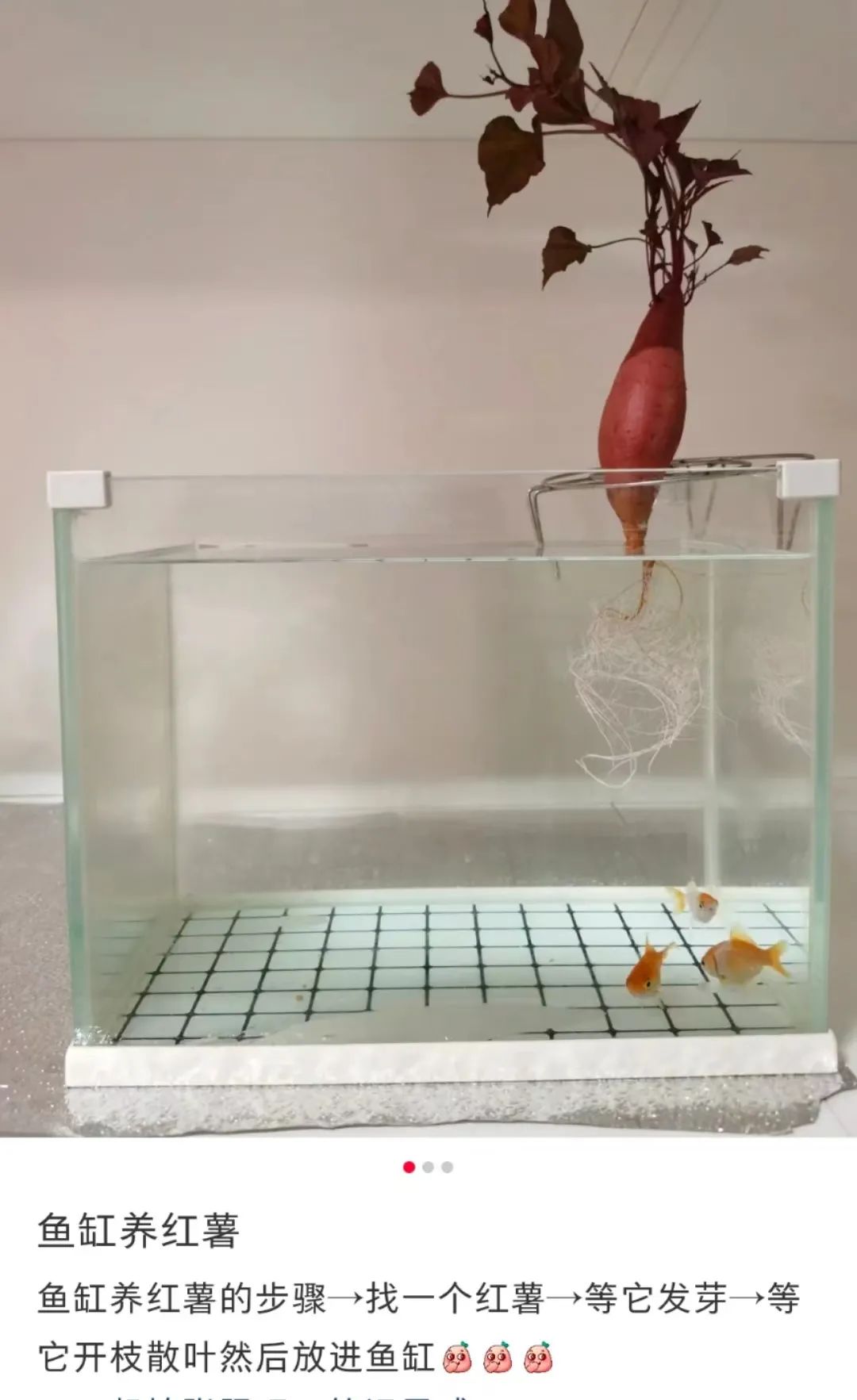 拒绝挖野菜的打工人，都在忙着给野生石头征婚休闲区蓝鸢梦想 - Www.slyday.coM