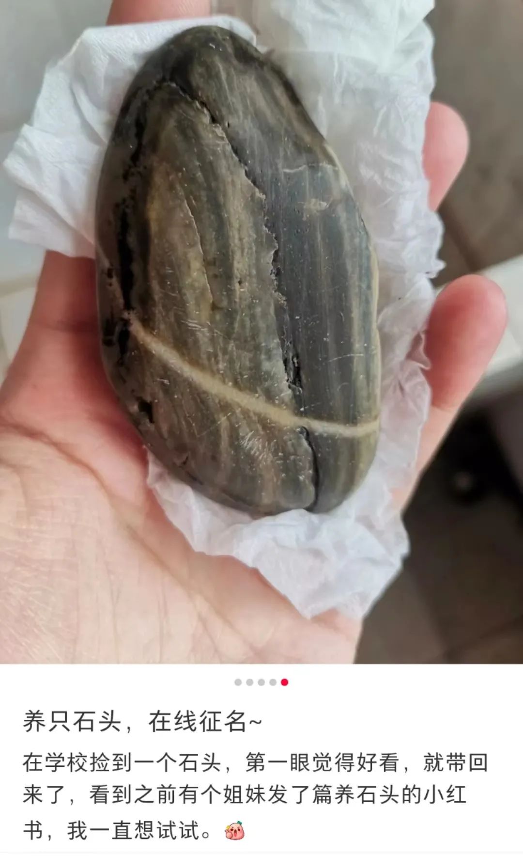 拒绝挖野菜的打工人，都在忙着给野生石头征婚休闲区蓝鸢梦想 - Www.slyday.coM