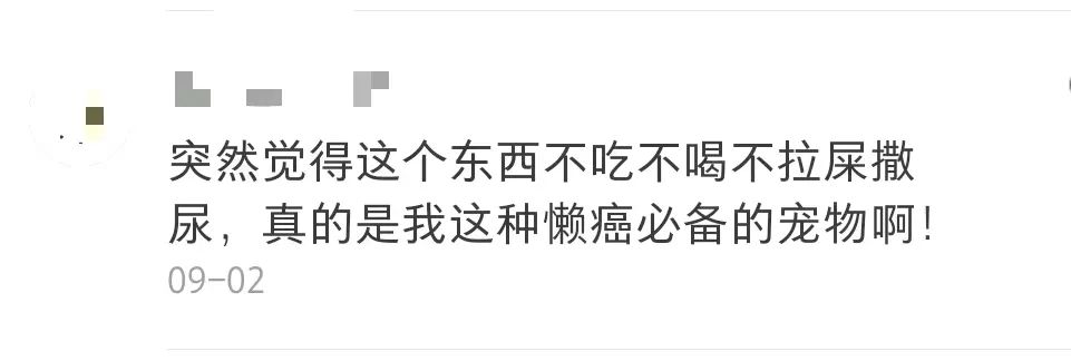 拒绝挖野菜的打工人，都在忙着给野生石头征婚休闲区蓝鸢梦想 - Www.slyday.coM