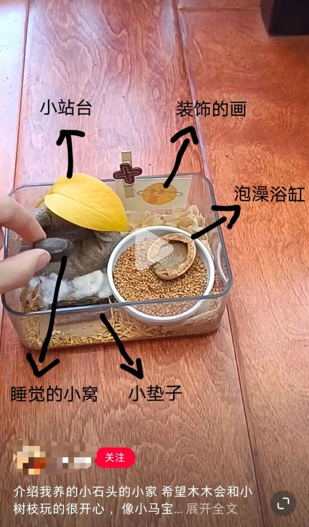 拒绝挖野菜的打工人，都在忙着给野生石头征婚休闲区蓝鸢梦想 - Www.slyday.coM