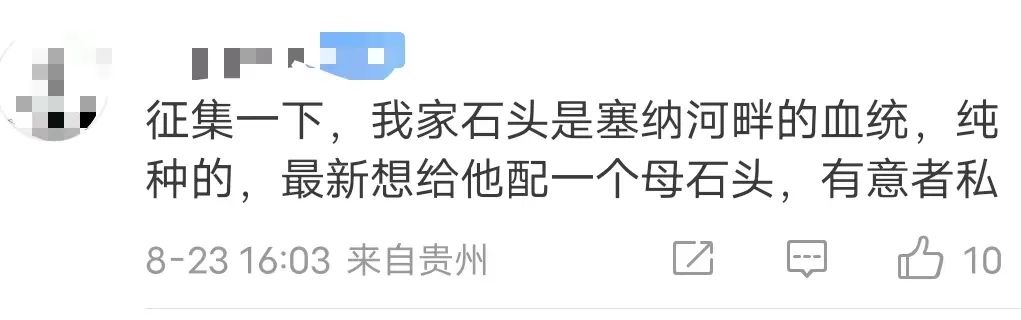 拒绝挖野菜的打工人，都在忙着给野生石头征婚休闲区蓝鸢梦想 - Www.slyday.coM