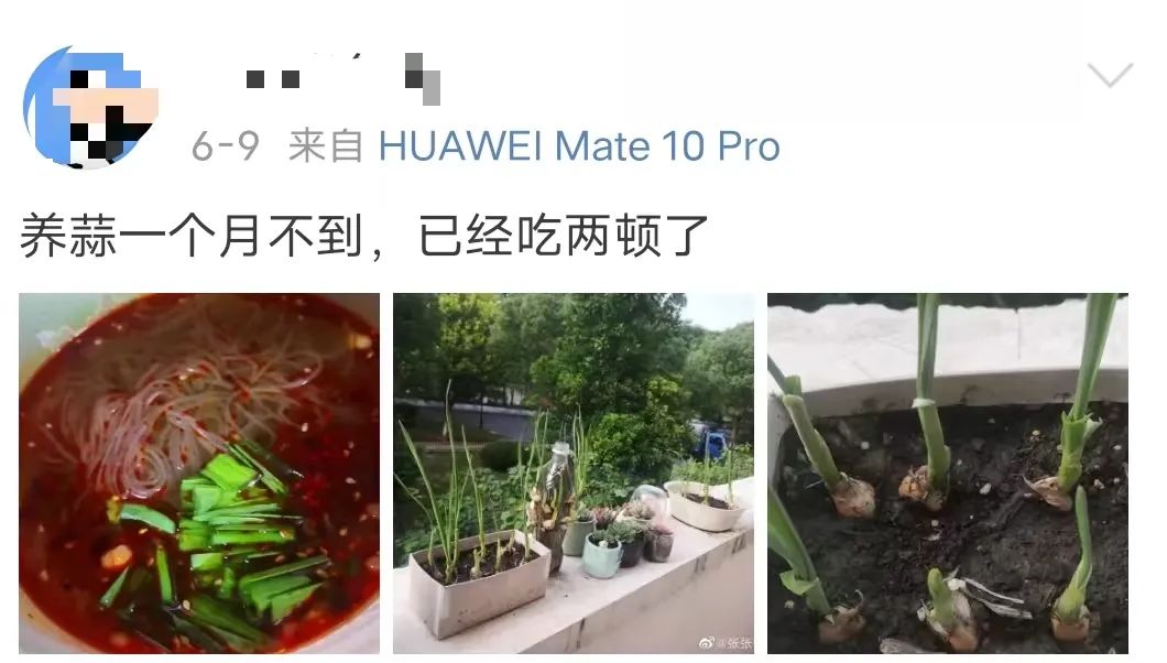 拒绝挖野菜的打工人，都在忙着给野生石头征婚休闲区蓝鸢梦想 - Www.slyday.coM