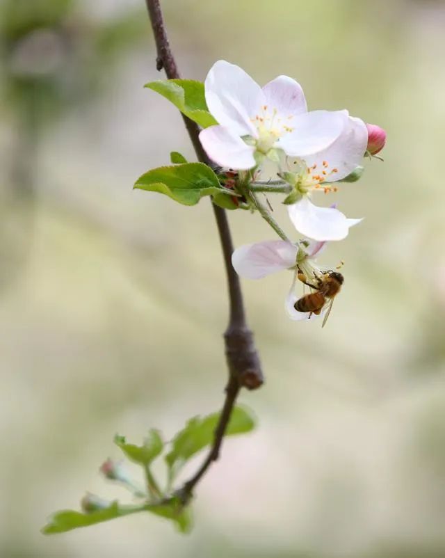 ▲山东枣庄滕州市宋庄苹果园内，蜜蜂在花间采蜜。图/新华社
