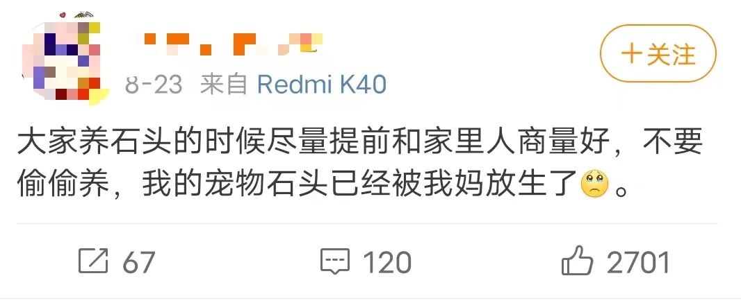拒绝挖野菜的打工人，都在忙着给野生石头征婚休闲区蓝鸢梦想 - Www.slyday.coM