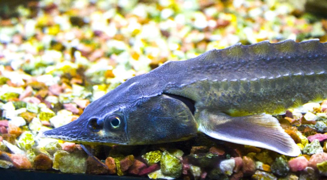 这几种长相奇怪的鱼,你都见过吗?|鱼类_新浪财经_新浪网