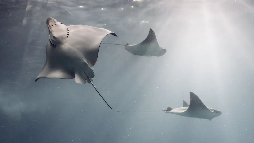 扁平的鳐鱼,图库版权图片,不授权转载