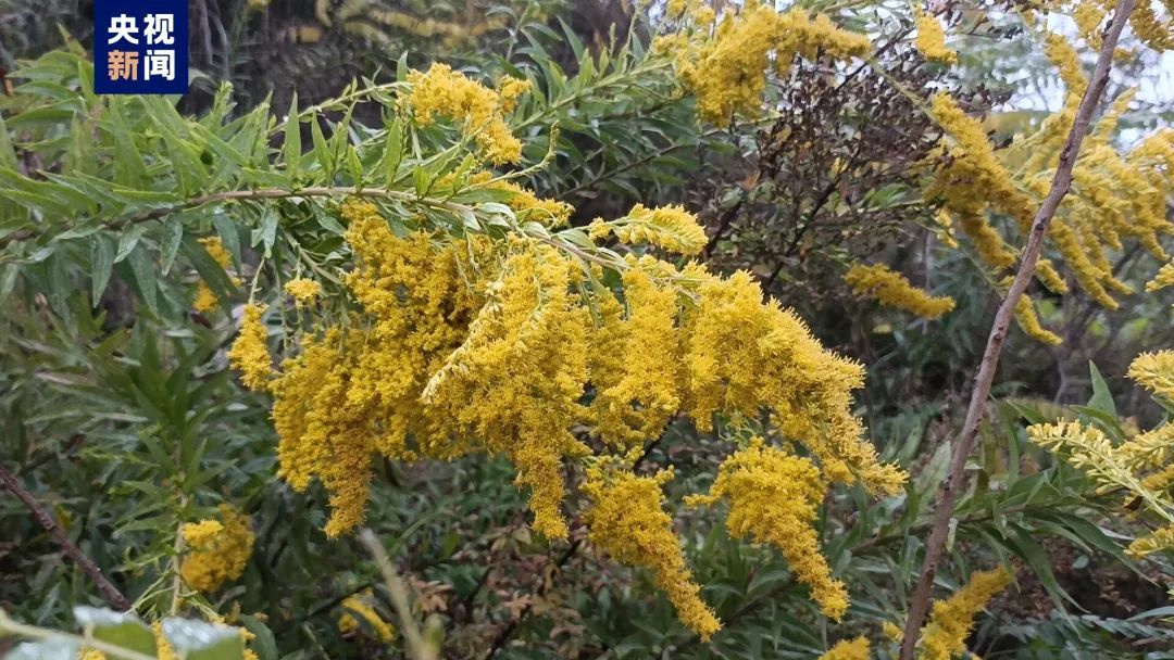 “黄花”这种植物，看见请立即反映