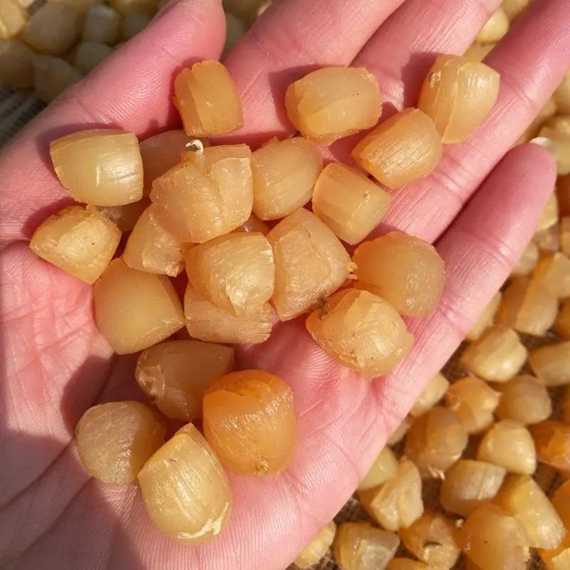 涨知识！湛江人爱吃的瑶柱原来是这样做出来的休闲区蓝鸢梦想 - Www.slyday.coM