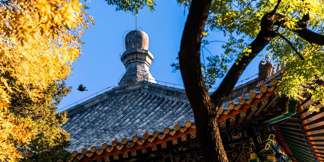 如约而至，北大最美的秋天！休闲区蓝鸢梦想 - Www.slyday.coM