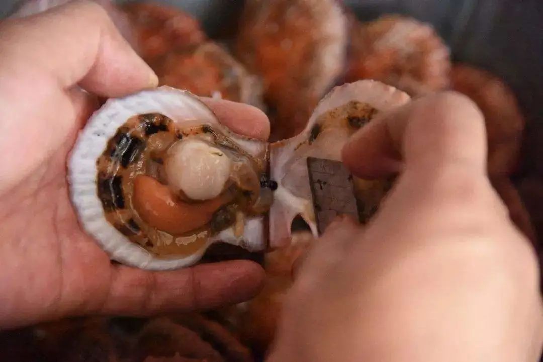 涨知识！湛江人爱吃的瑶柱原来是这样做出来的休闲区蓝鸢梦想 - Www.slyday.coM