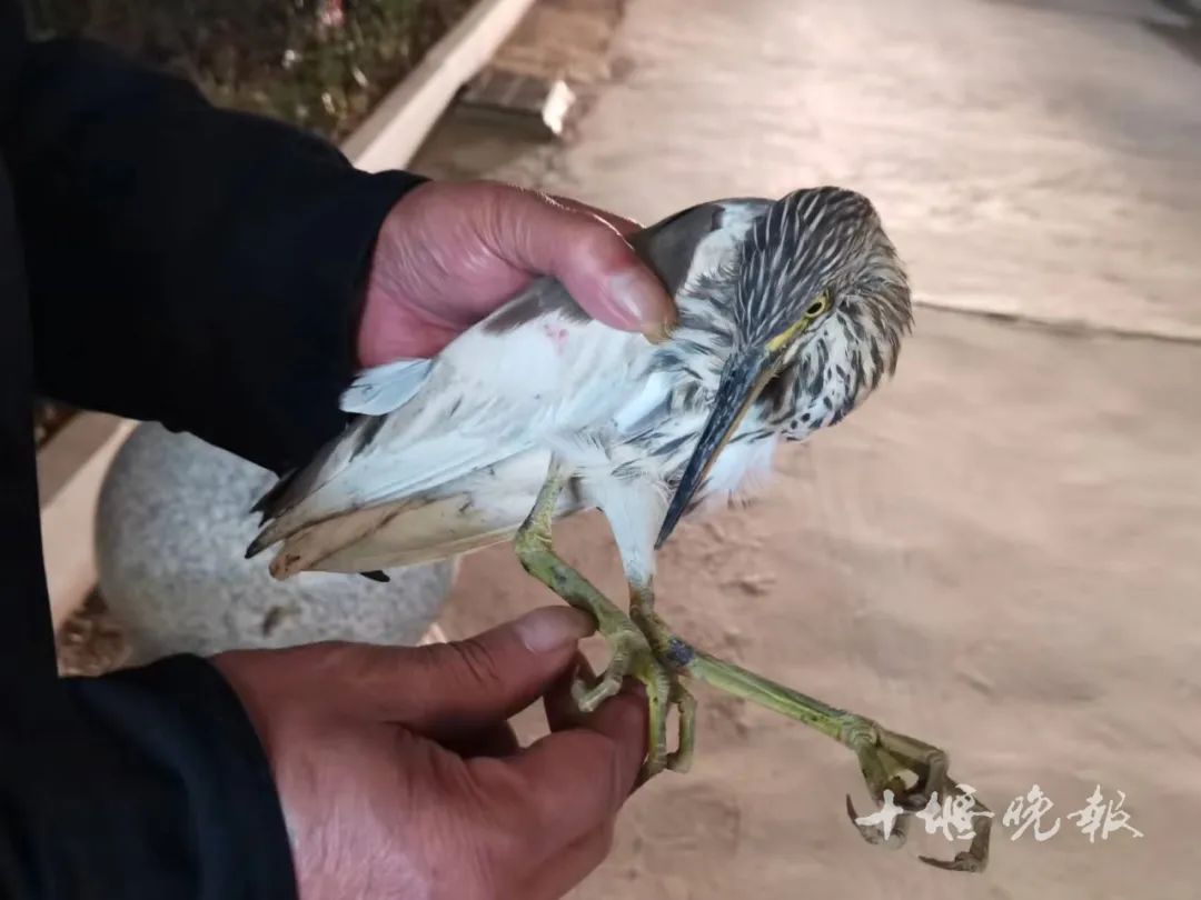 晚上10点，十堰一处绿化带里发现的…这是个啥？休闲区蓝鸢梦想 - Www.slyday.coM