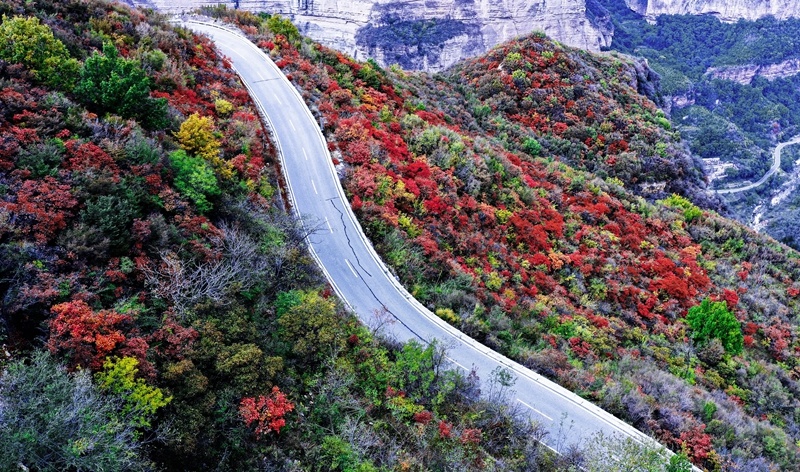 红叶应时而来!请收好这份官方赏秋指南|红叶|秋色|吴宝山_新浪新闻