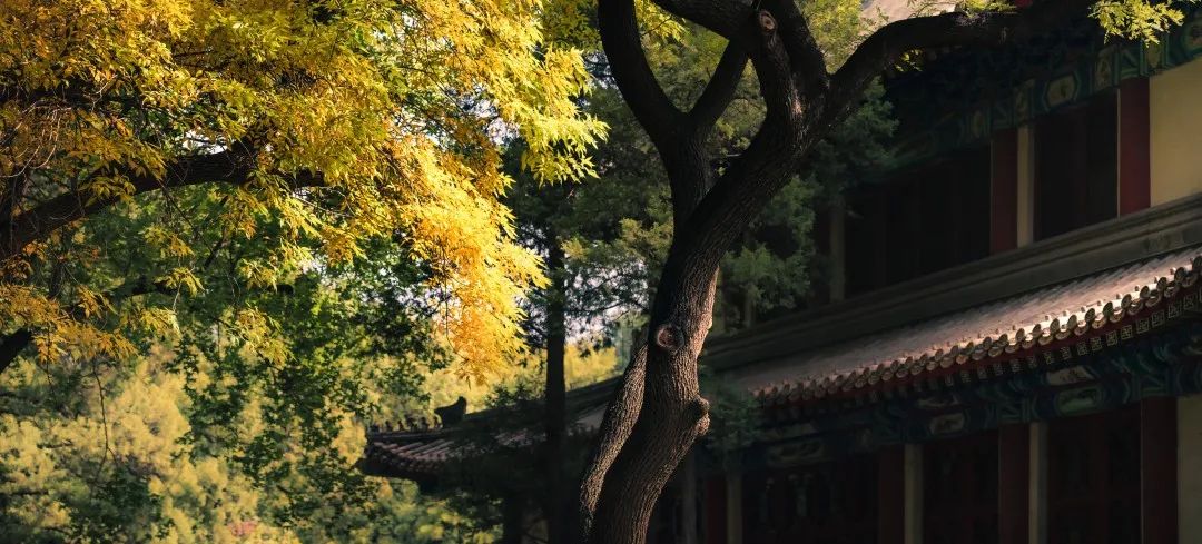 如约而至，北大最美的秋天！休闲区蓝鸢梦想 - Www.slyday.coM