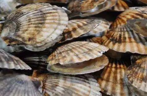 涨知识！湛江人爱吃的瑶柱原来是这样做出来的休闲区蓝鸢梦想 - Www.slyday.coM