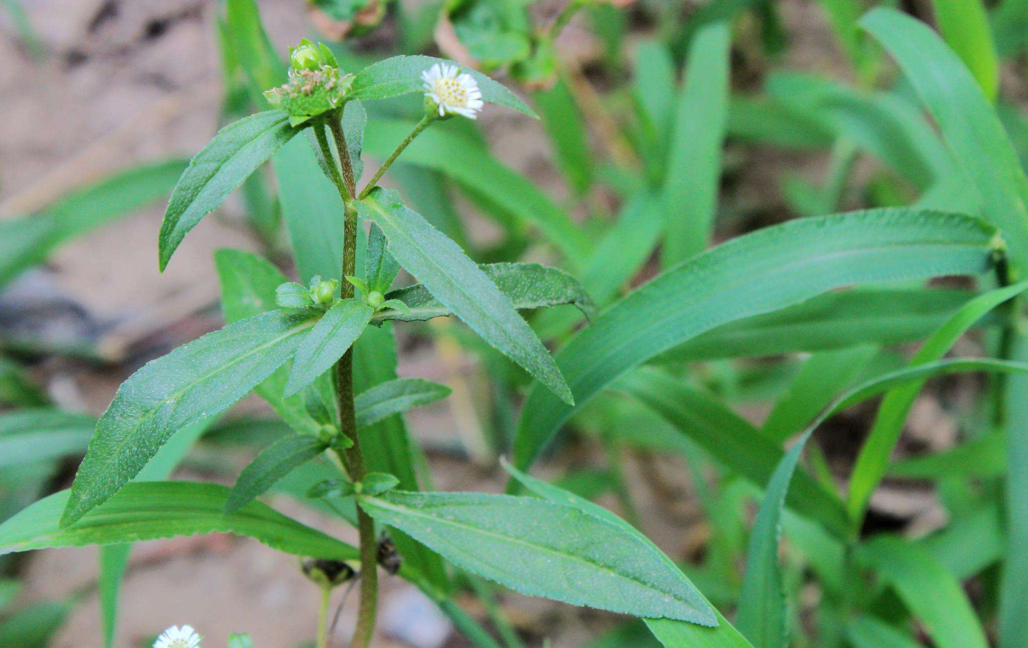 农村田埂边常见的墨旱莲,有3大厉害妙用,人称乌发草,认识吗?