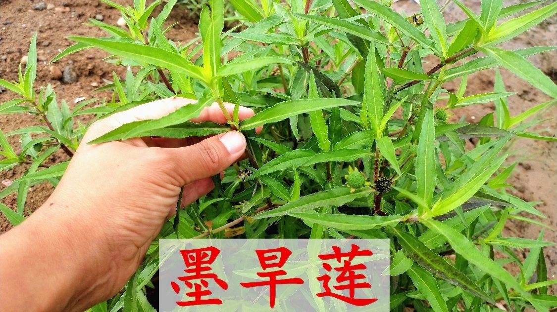 所以我们有必要了解这些植物的价值与作用,才能为我们所用.