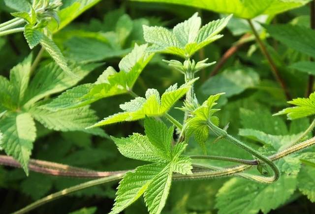 农民讨厌的葎草,如今懂它价值的人,却把它当成宝贝,有4大妙用__财经