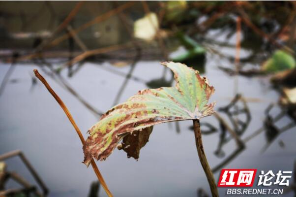 秋荷之美是一种什么样的美？懂的人自然都懂休闲区蓝鸢梦想 - Www.slyday.coM
