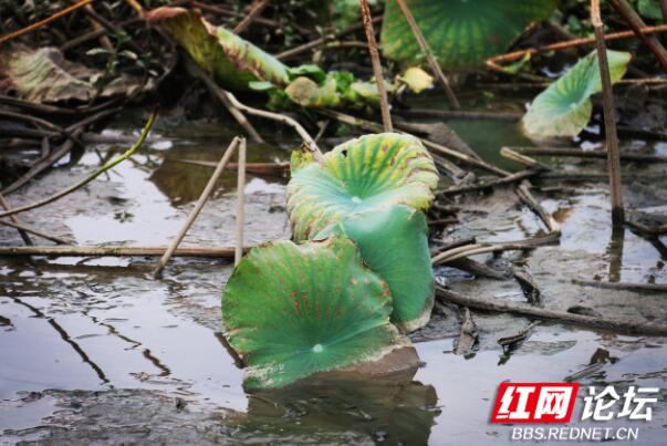 秋荷之美是一种什么样的美？懂的人自然都懂休闲区蓝鸢梦想 - Www.slyday.coM