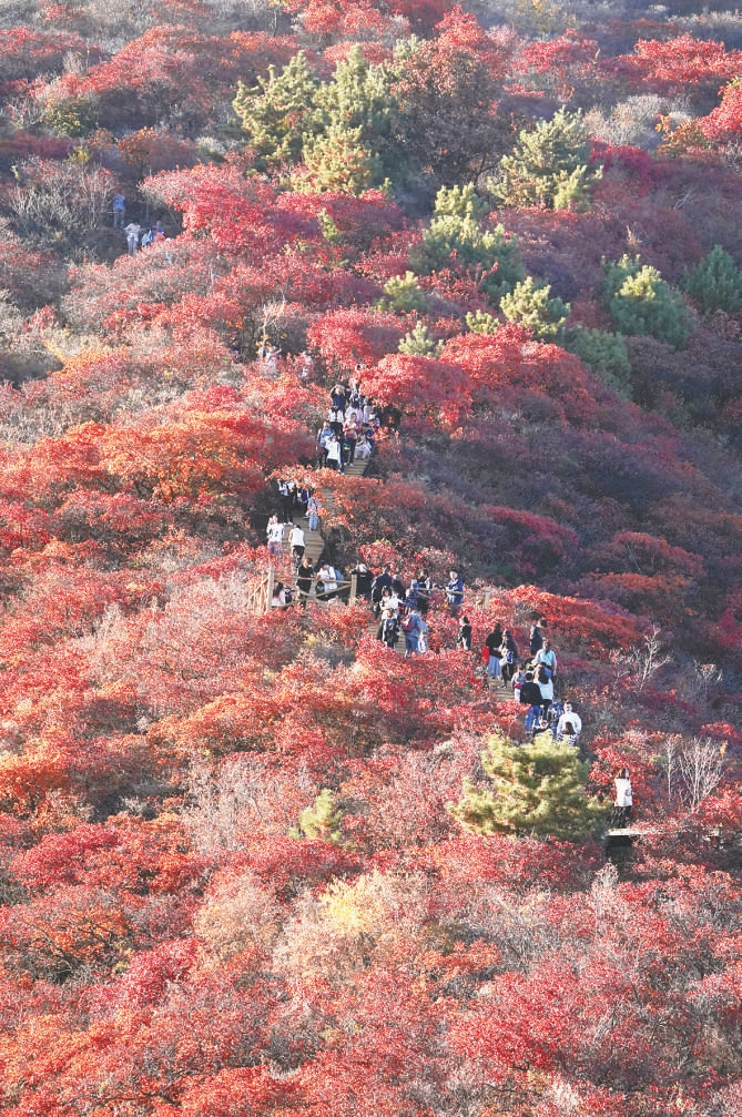 一条步道盘活一乡红叶，京郊这个地方突然火了休闲区蓝鸢梦想 - Www.slyday.coM