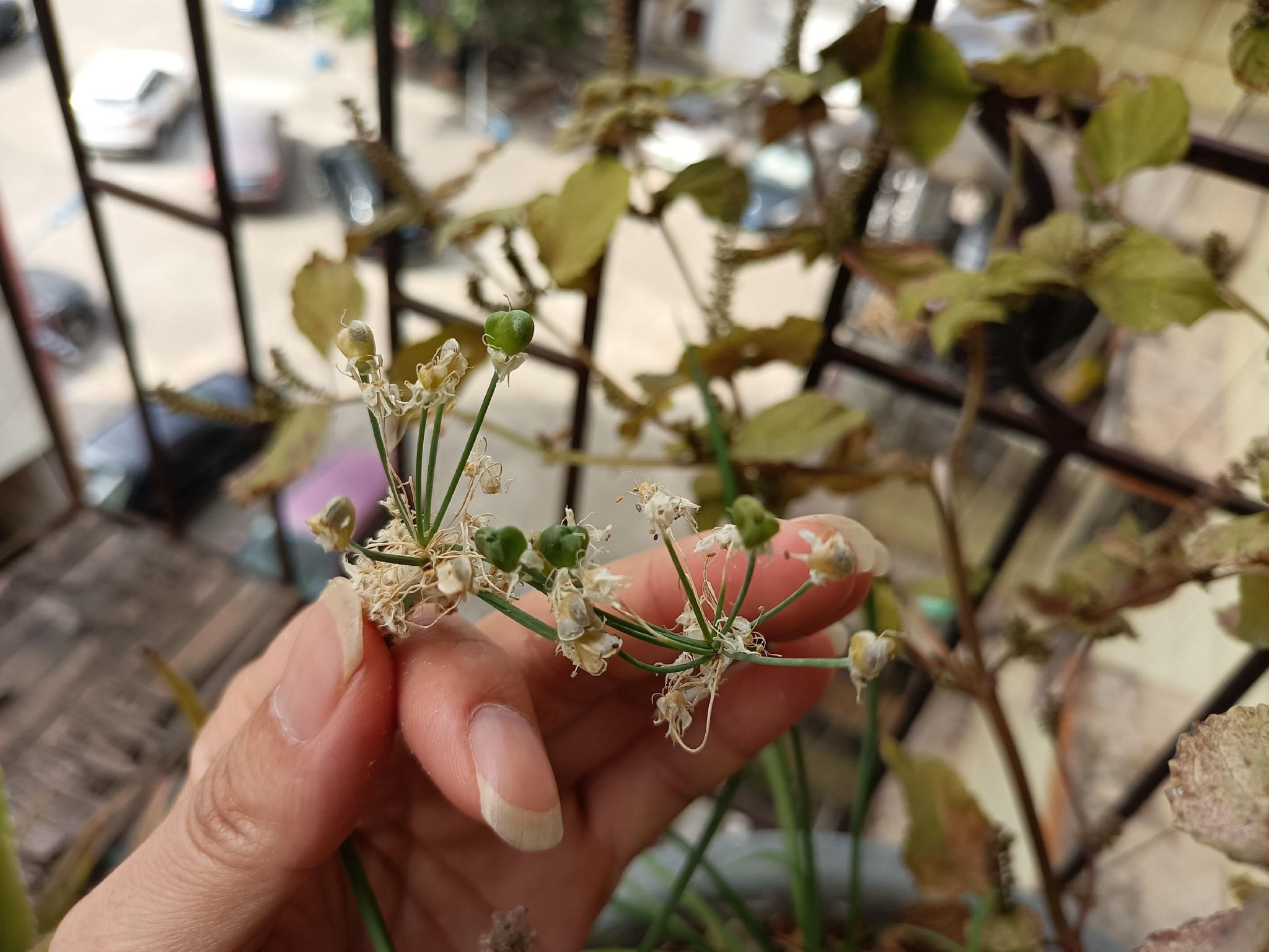 【你好夏天】母亲养的韭菜兰和家天竺葵开花了 - 新影像风光 花粉俱乐部