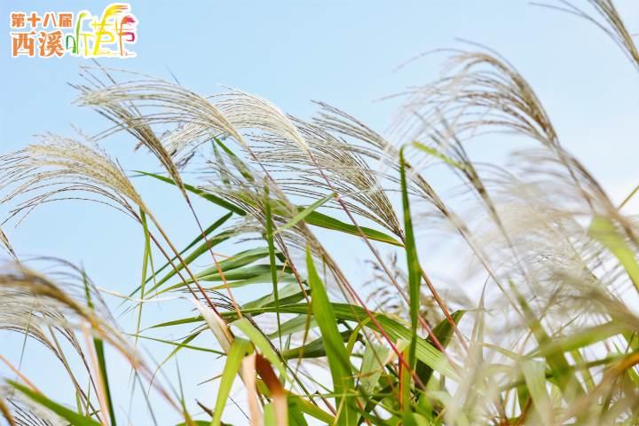 一年一度“摇橹入芦荡”的时候又到啦，杭州西溪听芦节开启湿地最美赏秋季__财经头条