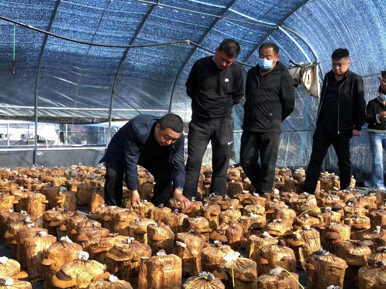 农业专家在花山村现场指导桑黄种植.曹淼68摄