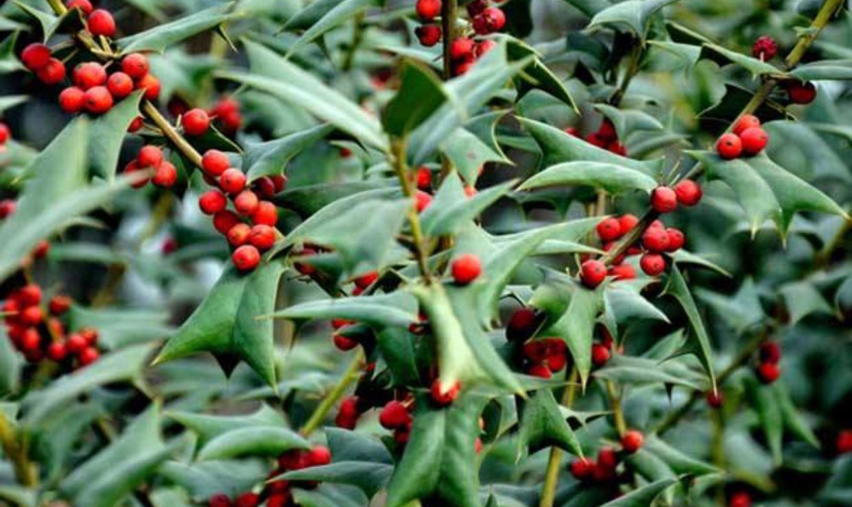 农村的珍贵植物枸骨,70元一斤都难买到,农民朋友常拿