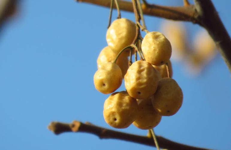 农村的苦楝子熟了,长得像枣子,有毒不能吃,在冬季有妙用?__财经头条