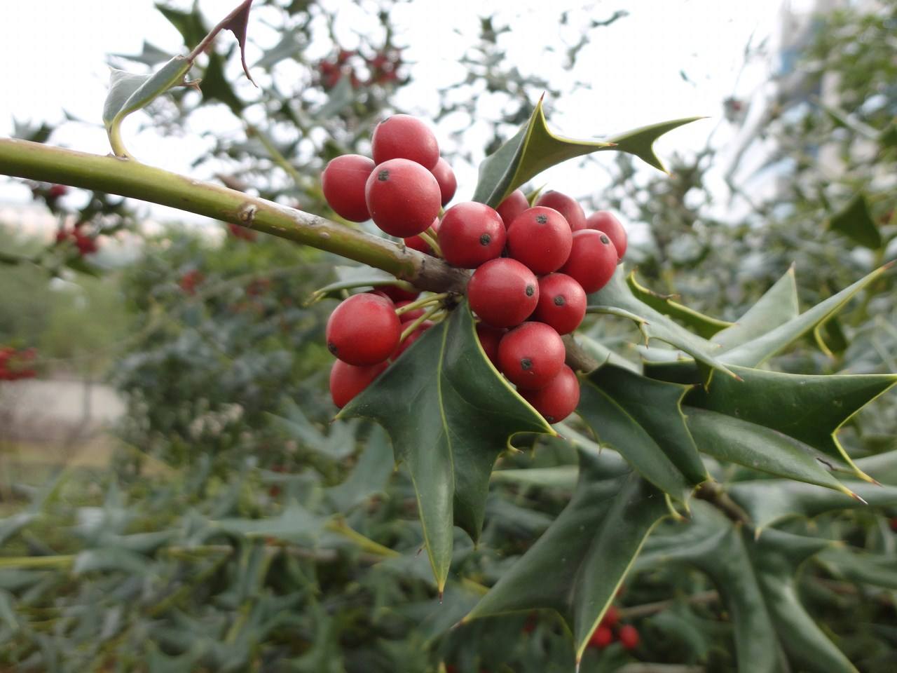 朋友们,这种长相奇特的植物就是枸骨树,你认识了吗?