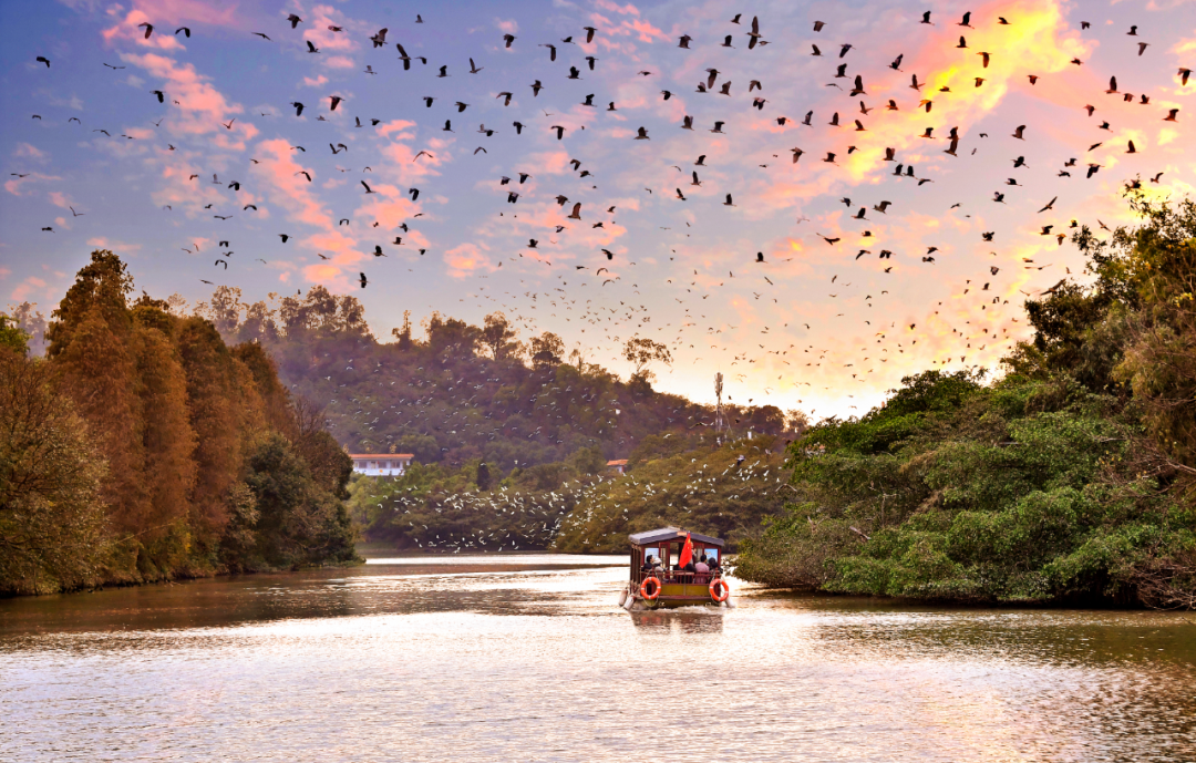 豹猫白琵鹭红嘴蓝鹊小鸟天堂迎来一批小可爱