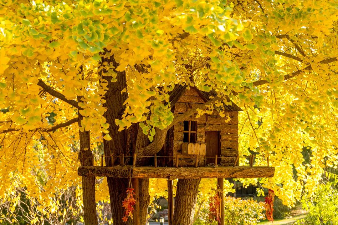 观赏彩叶佳处推荐——枫林村_新浪新闻