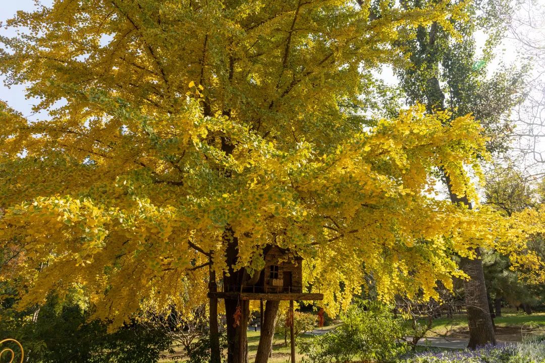 观赏彩叶佳处推荐——枫林村_新浪新闻