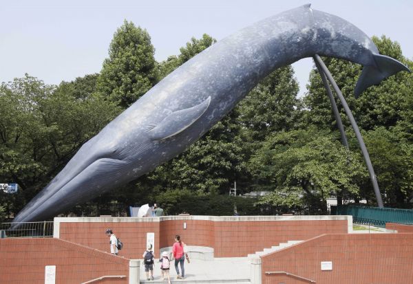 在日本首都东京的国立科学博物馆外，人们从一个与真实蓝鲸一样大小的模型旁走过。（新华社/美联）