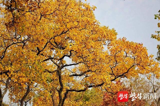 南京“醉美”赏叶季,霜染乌桕叶正红__财经头条