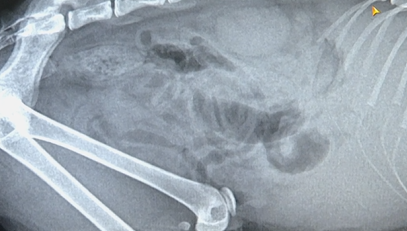 猫咪生病送医，一番操作后死亡！主人：她的身体死死压住猫休闲区蓝鸢梦想 - Www.slyday.coM