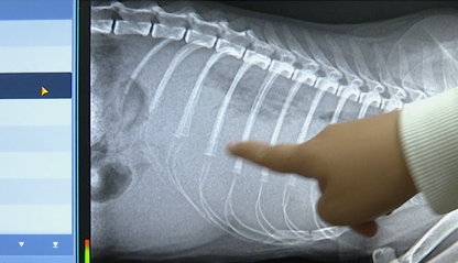 猫咪生病送医，一番操作后死亡！主人：她的身体死死压住猫休闲区蓝鸢梦想 - Www.slyday.coM