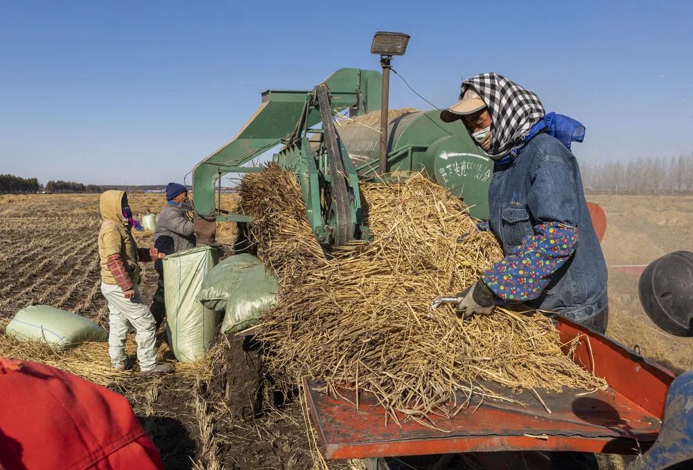 11月2日,在黑龙江省五常市的稻田中,农户将收割的水稻脱粒.