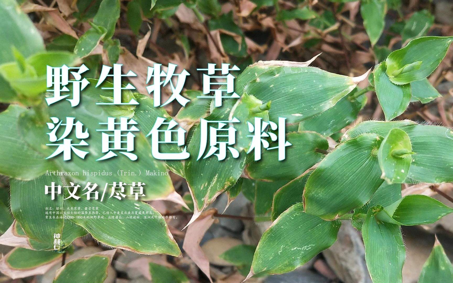 农村这种荩草，叶子酷似竹叶，曾是皇家的贡品，如今无人问津__财经头条